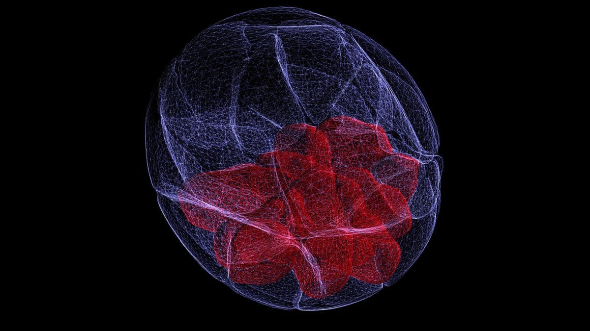 Confocal fluorescence micrograph of a mouse blastocyst: a hollow sphere of pale blue cells enclosing a cluster of red-stained inner cell mass cells, against a black background.