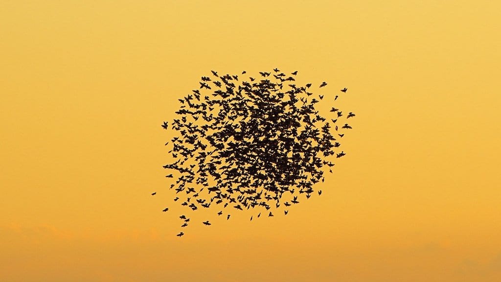 A dense flock of starlings silhouetted in flight, forming a single rounded mass against a golden evening sky.