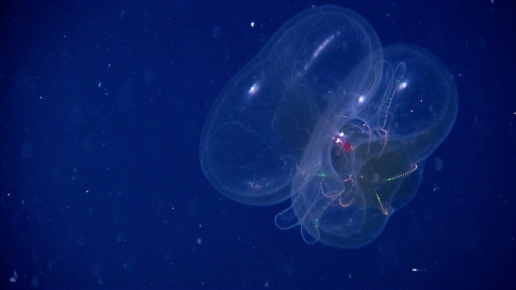 A translucent gelatinous animal with trailing tentacles, lit by a submersible against the black water of the deep ocean.