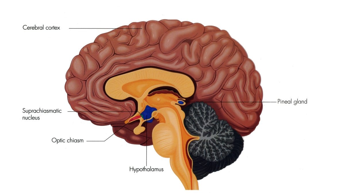 Anatomical illustration of a human brain in side section, with the suprachiasmatic nucleus marked in blue above the optic chiasm, and labels for the cerebral cortex, hypothalamus and pineal gland.
