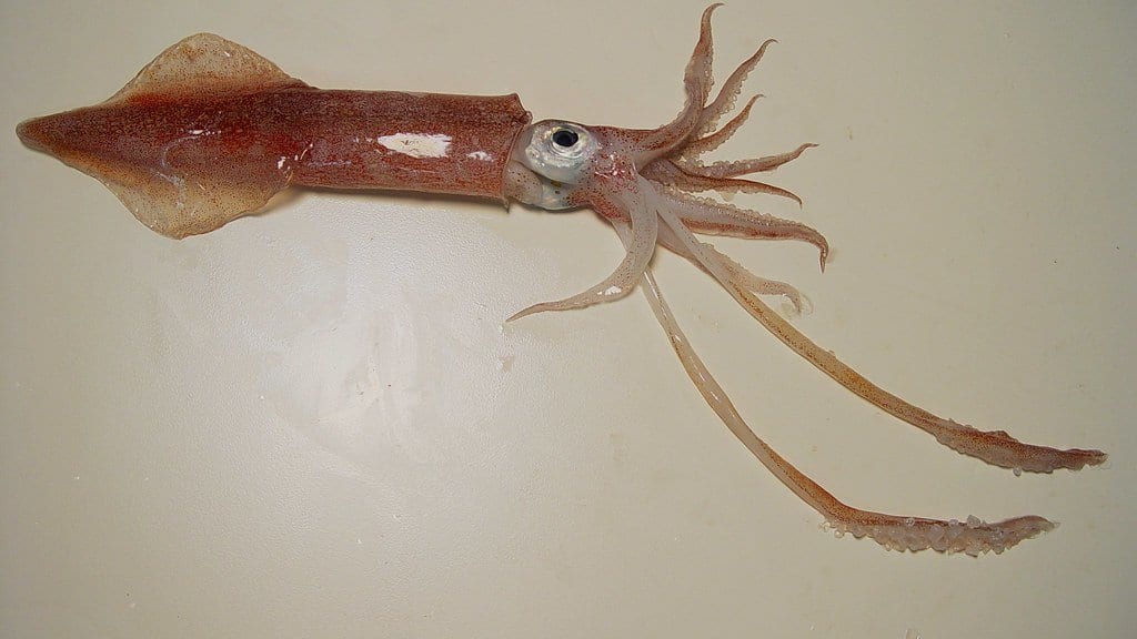 A squid on a pale surface with its mantle, fins, eight arms and two long tentacles fully extended.
