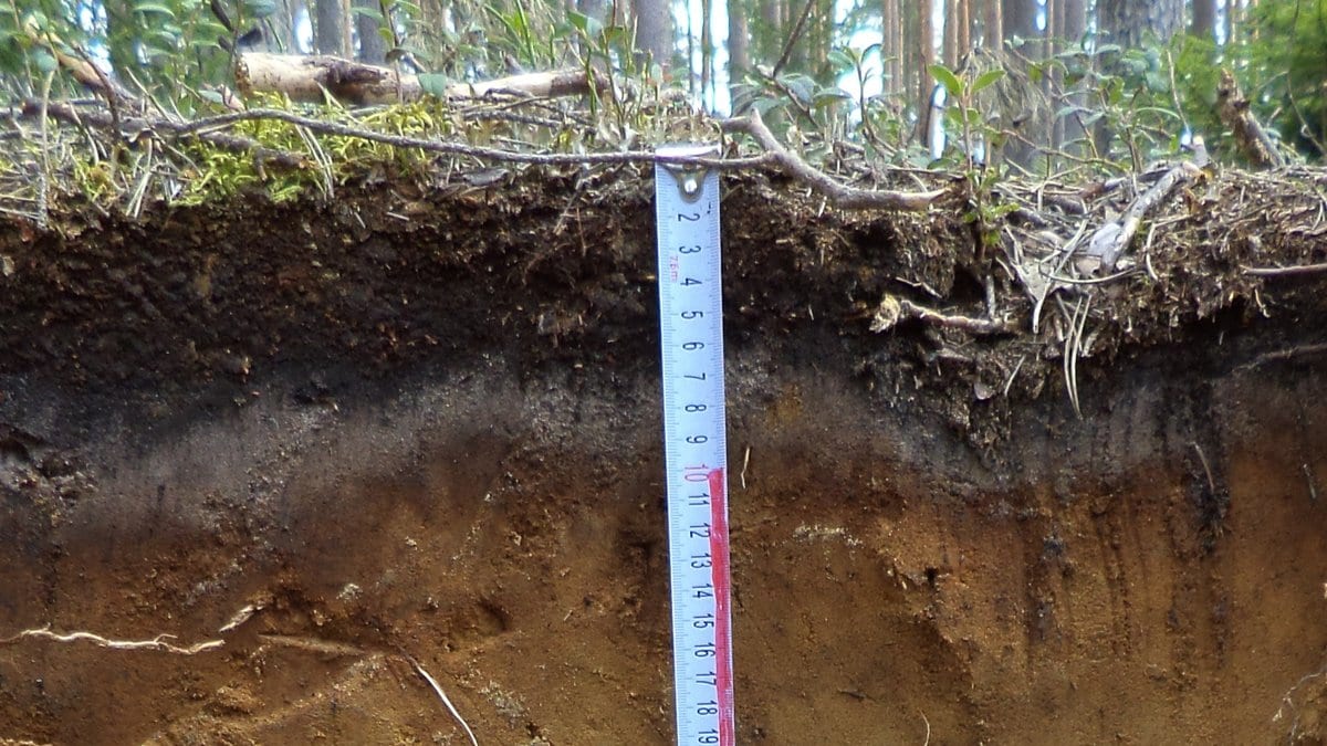 A soil pit cut in a forest, its wall showing a dark organic layer over pale and orange mineral horizons, with a tape measure hanging from the surface.