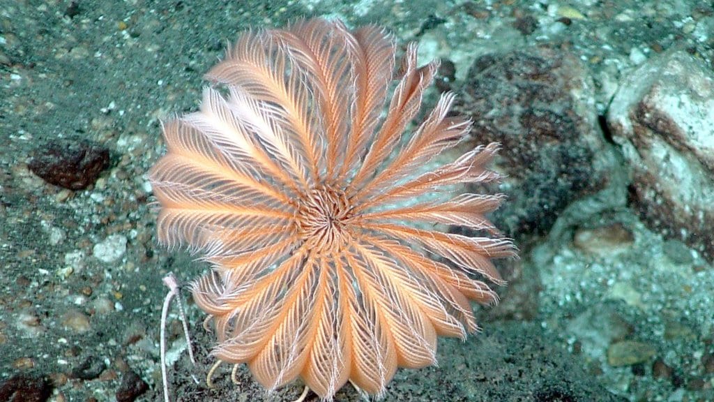 A pale feathery filter-feeding animal sits on sediment and rock on the deep sea floor, lit by a dive camera.