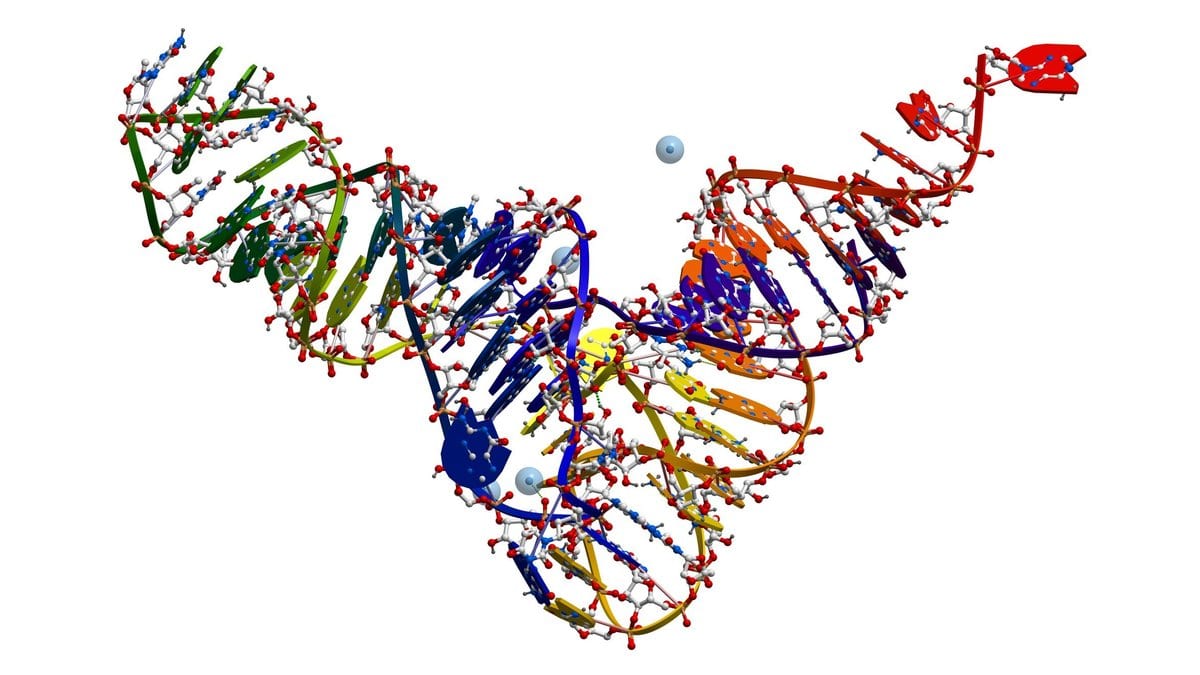 A three-dimensional molecular model of yeast transfer RNA, its backbone folded into an L shape with the amino acid acceptor end at one tip and the anticodon loop at the other.