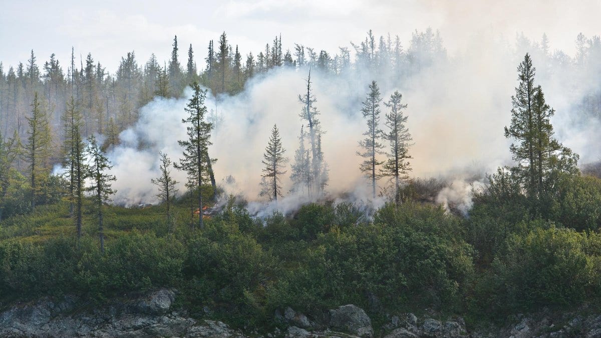 Pale smoke drifting through a stand of spruce and larch above a rocky river bank, with a low line of flame burning at ground level.