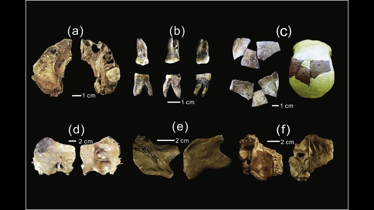 Six panels on a black background showing fossil skull fragments, teeth and jaw pieces from the Xujiayao site, each panel with a centimeter scale bar.