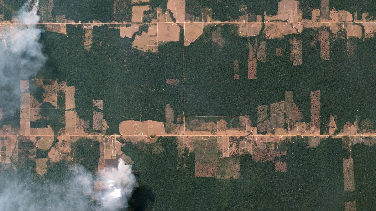 Satellite view of rectangular cleared plots and pale smoke plumes along straight roads cut through dark Amazon forest.