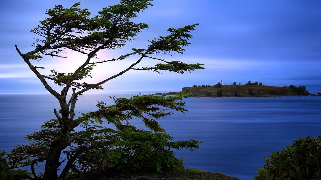 A wind-bent conifer on a dark headland in front of a smooth blue expanse of water, with a flat-topped island on the horizon at twilight.