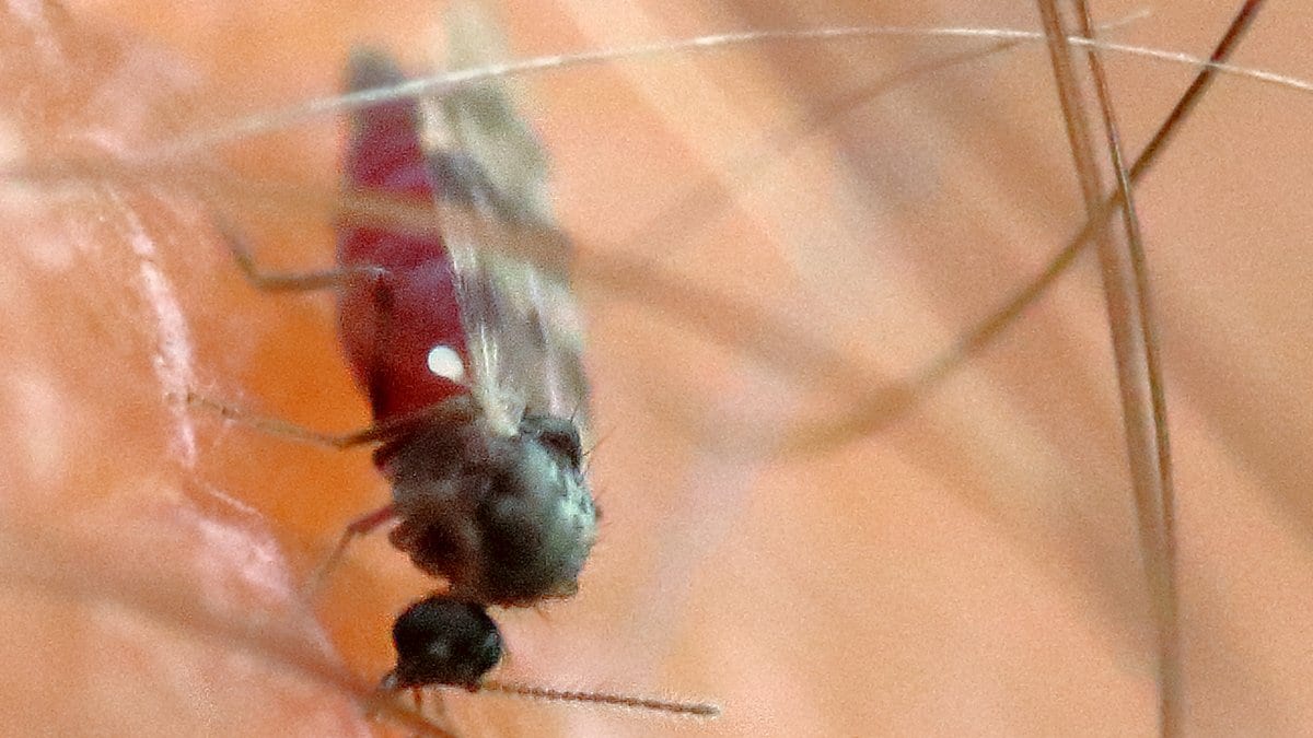 Close-up of a small midge with a blood-filled red abdomen feeding on pale human skin among fine hairs.
