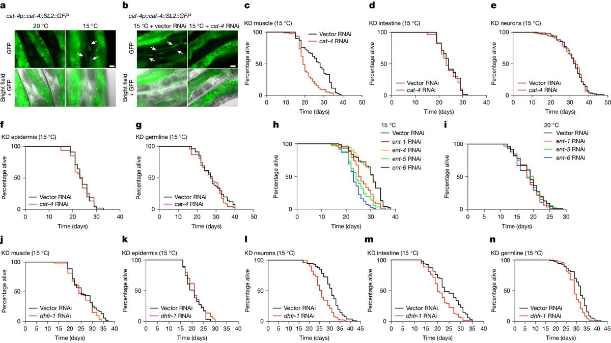 Multi-panel research figure. At top left, fluorescence micrographs show a cat-4 reporter in the muscle of adult Caenorhabditis elegans at 20 °C and 15 °C; the other panels are survival curves for worms with cat-4 or dhfr-1 switched off in one tissue at a time.