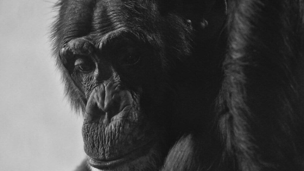 Black and white close-up portrait of an adult chimpanzee with its head turned to one side.