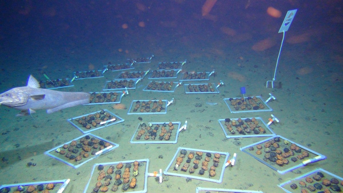 Rectangular trays holding dark polymetallic nodules arranged on pale deep-sea sediment, with a rattail fish swimming past at left.