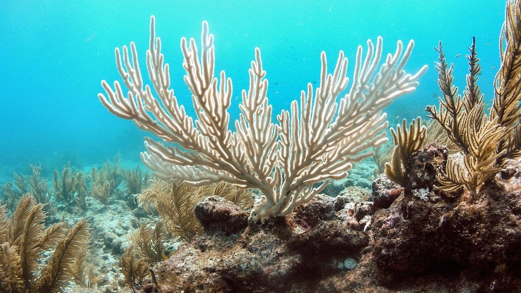 A white, bleached bent sea rod coral stands on a shallow reef, with pigmented gorgonian corals beside it in clear turquoise water.