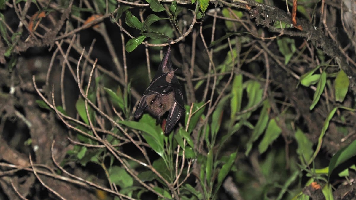 A common rousette fruit bat hangs upside down from a thin branch in dense night vegetation, its eyes reflecting the light.