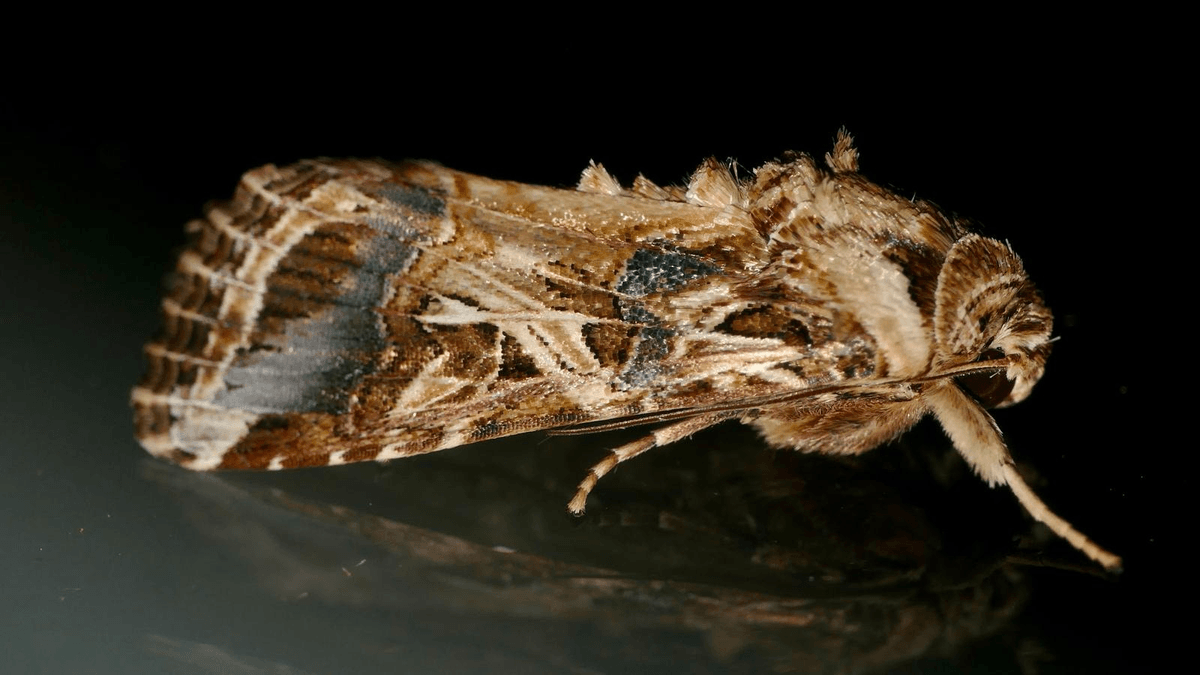 A brown and cream patterned moth resting on a dark reflective surface.