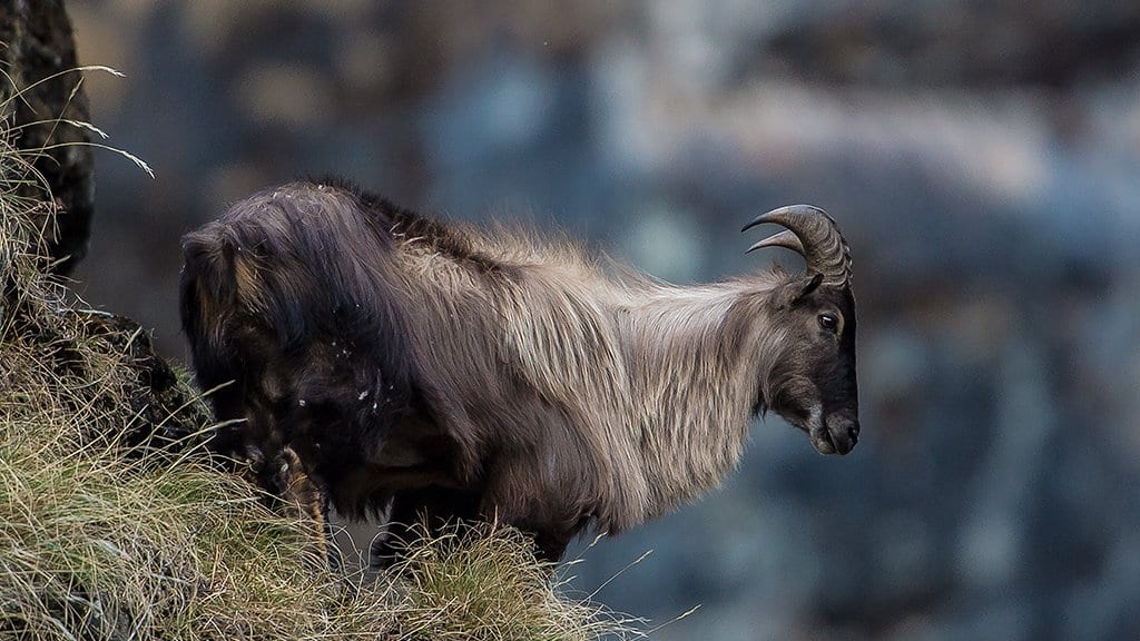 A Himalayan tahr, a wild mountain goat with a long shaggy mane, standing on a steep grassy ledge above a rock face in the Indian Himalaya.