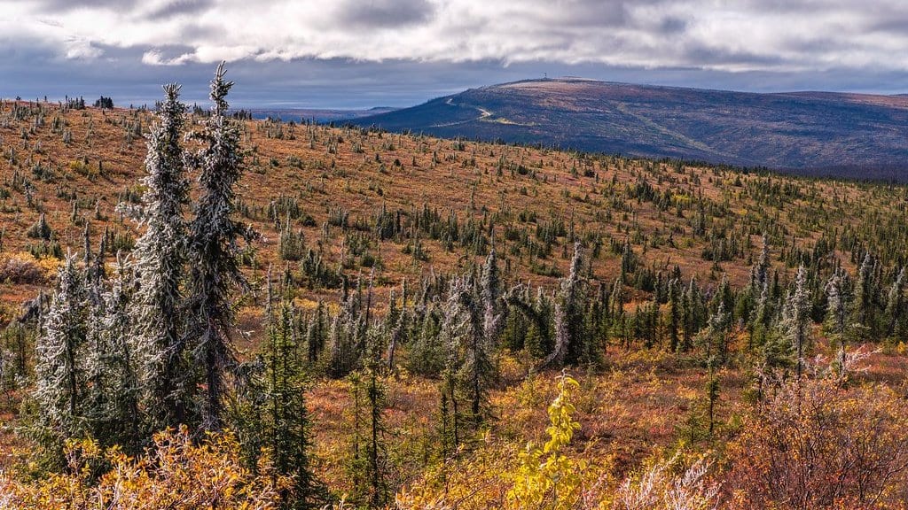 Widely spaced spruce trees and low shrubs in autumn color spread across a northern boreal landscape under a cloudy sky.