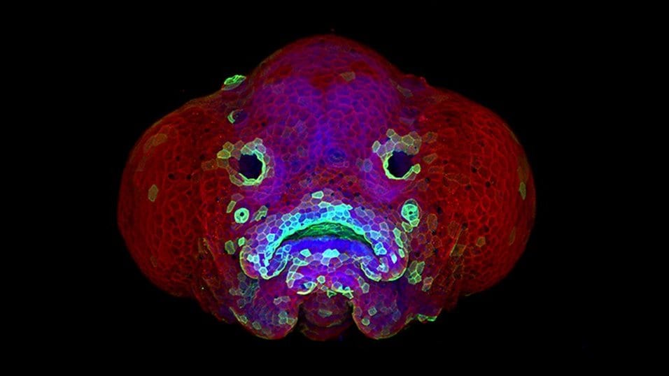 Fluorescence micrograph of the head of a zebrafish larva seen from the front, the two eyes appearing as dark openings in red-stained tissue.