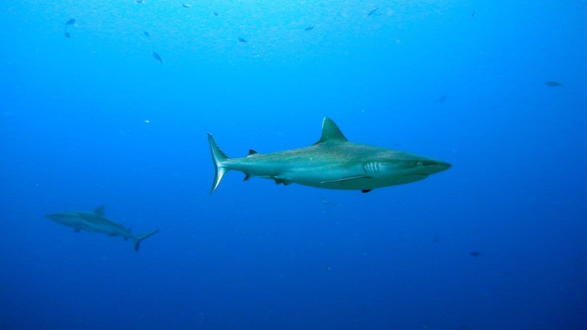 A grey reef shark swims in open blue water, with a second shark farther back and below it.