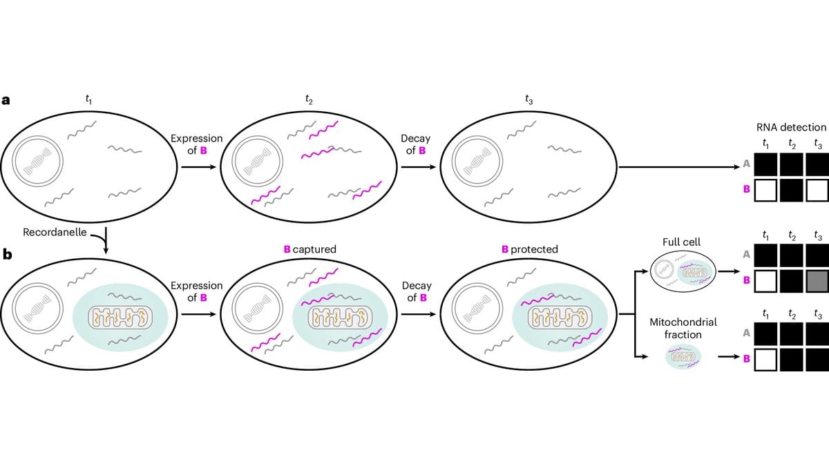 Diagram of two cells: in the upper one a burst of gene activity fades and can no longer be detected, while in the lower one, which carries a synthetic organelle around its mitochondria, the same transcripts are held and stay detectable.