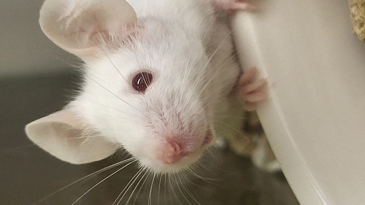 A white laboratory mouse looking out from the corner of its enclosure.