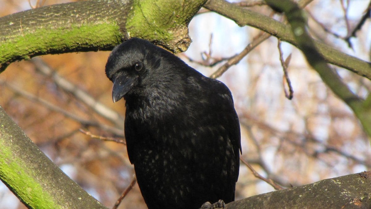 A black carrion crow perched on a mossy branch in a bare tree, head turned toward the camera with its eye visible.