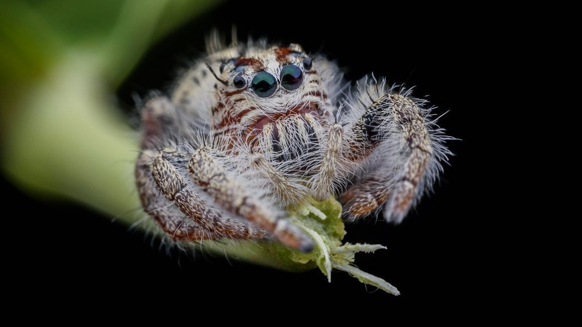 A pale, hairy jumping spider perched on a green plant stem against a black background, with its large forward-facing eyes in focus.