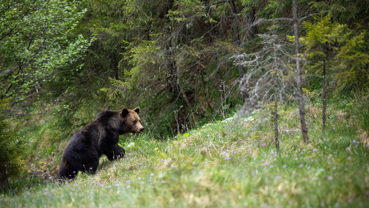 A brown bear walks uphill across a grassy slope at the edge of a conifer forest.
