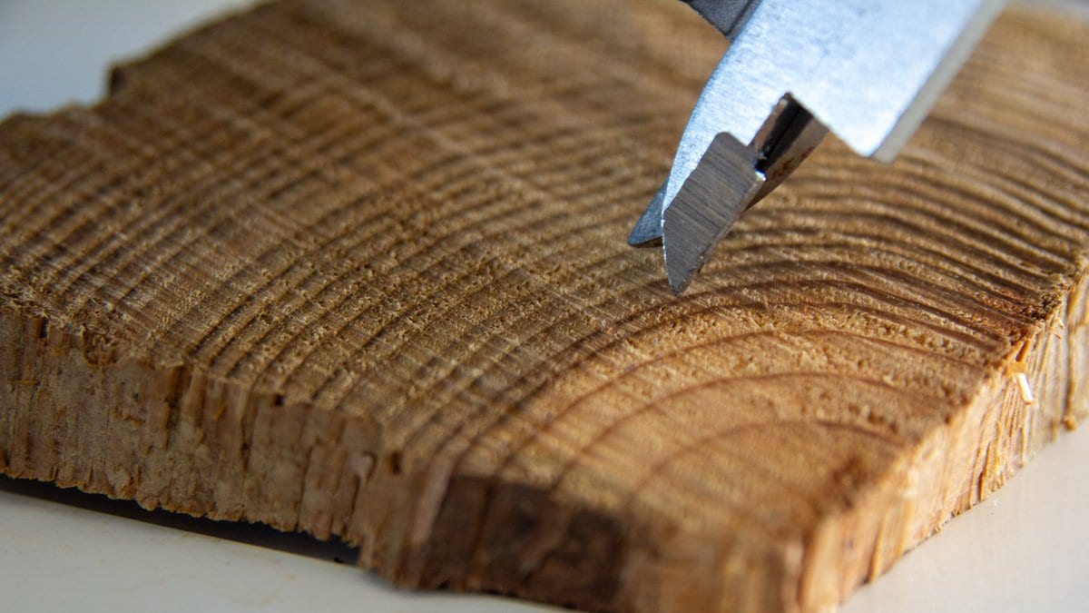 Close-up of a sawn block of timber showing concentric annual growth rings, with the metal tip of a hand tool resting on the cut surface.