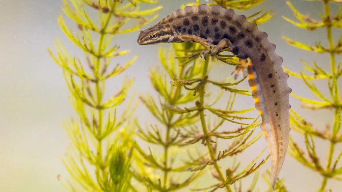 A newt swims among green pondweed in clear fresh water.