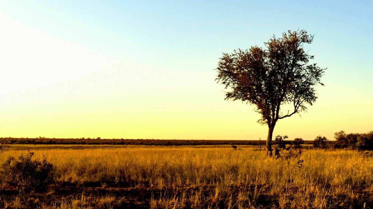 A single tree standing in straw-colored dry grassland under a clear sky at dusk.