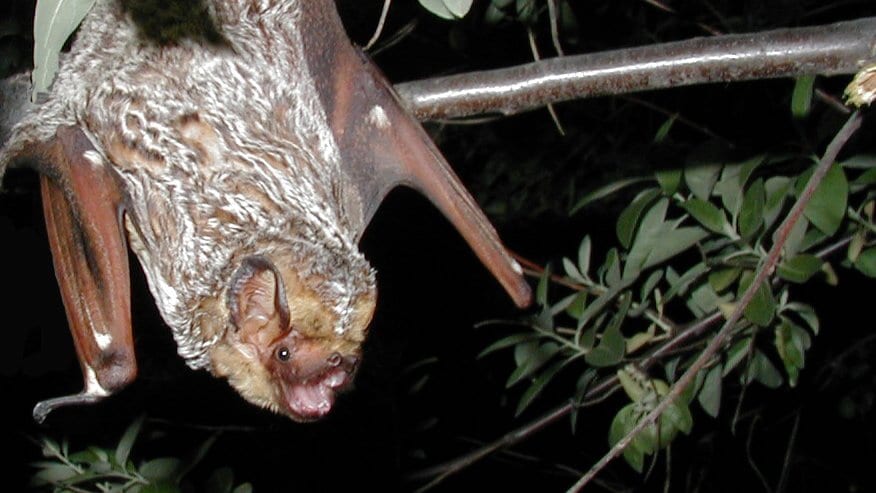 A hoary bat hangs upside down from a thin branch at night, its frosted gray fur and long brown wings lit against dark leaves.