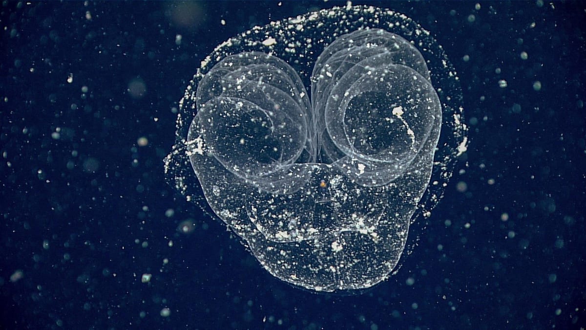 A transparent larvacean inside its mucus house, surrounded by white flecks of marine snow in dark water.