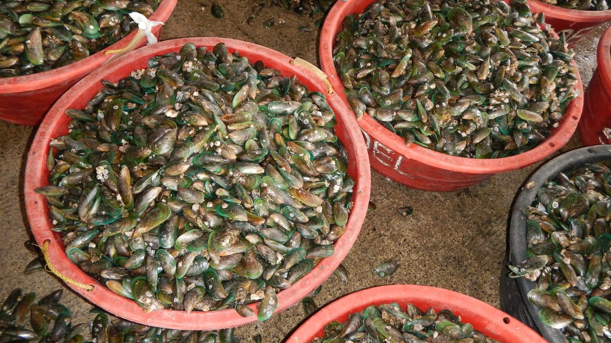 Red plastic tubs filled with freshly landed green-shelled mussels on a concrete floor.