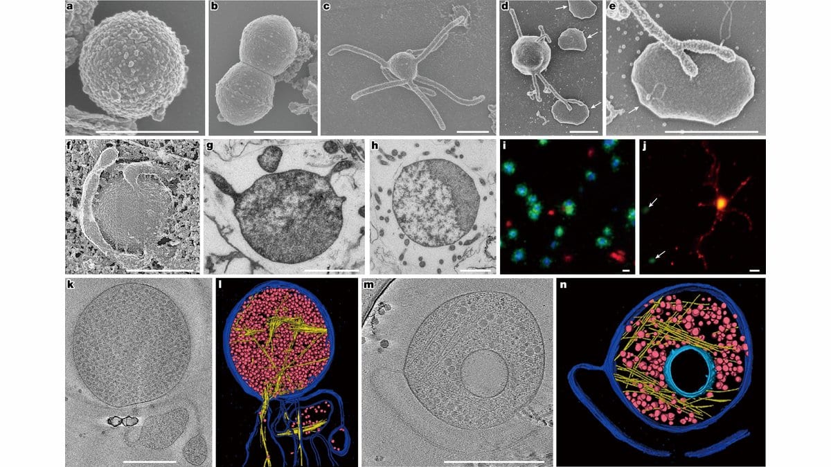 A plate of electron and fluorescence micrographs showing round cells of archaeal strain HC1, some dividing and some with thin protrusions, next to color 3D reconstructions of cell interiors.