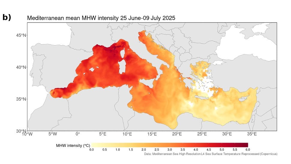 Map of the Mediterranean Sea shaded red where a marine heatwave was detected, strongest over the western basin, the Tyrrhenian Sea and the Adriatic, with a color bar for intensity in degrees Celsius.