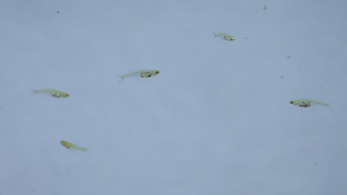 Several small, nearly transparent fish swimming in pale blue water, their eyes and internal organs visible through the body wall.