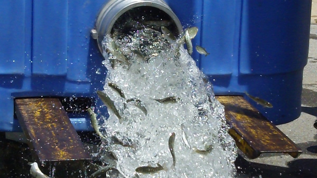 Juvenile fish pour with a rush of water from a transport tank into an outdoor concrete hatchery channel.