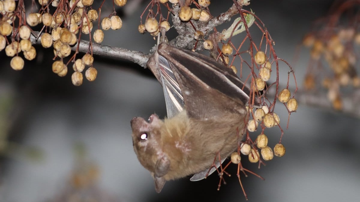 An Egyptian fruit bat hanging upside down from a branch at night, surrounded by clusters of small pale fruit.