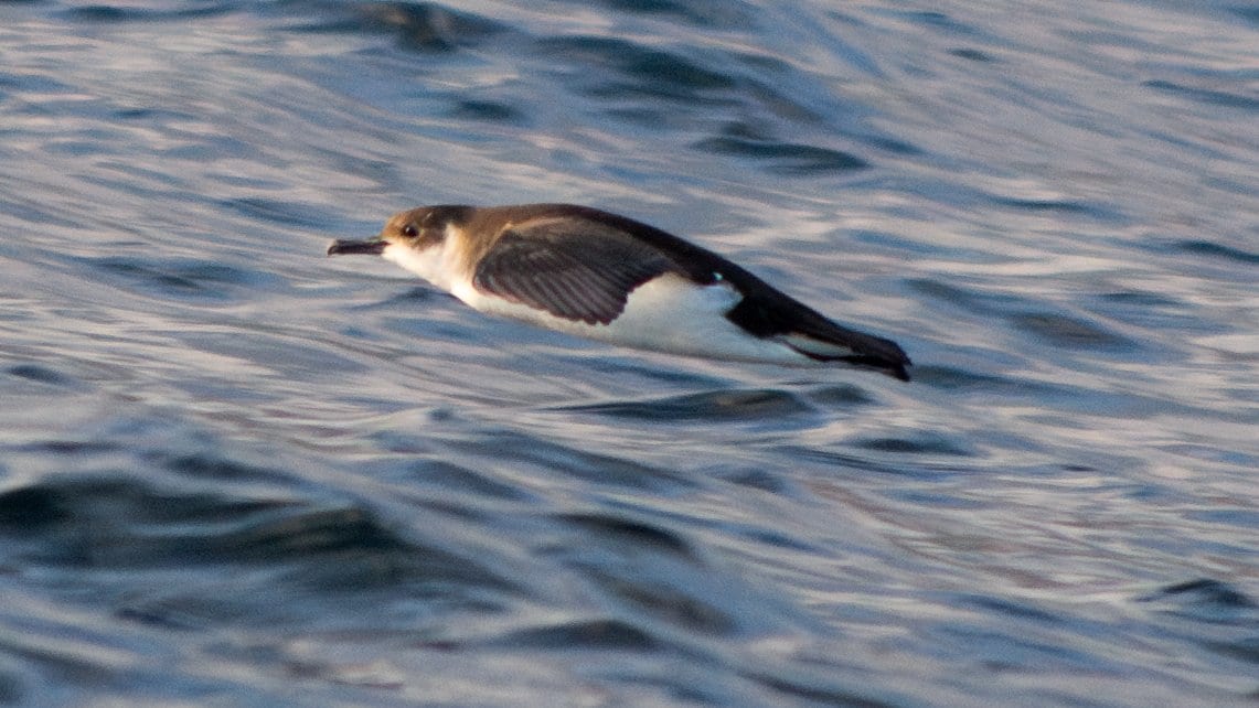 A Manx shearwater, dark above and white below, glides low over the sea on stiff angled wings, lit by low sun.