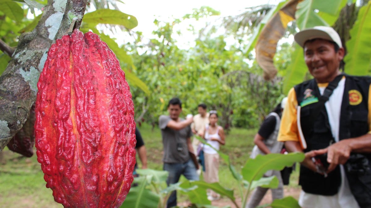 A ripe red cacao pod hanging from a tree trunk, with farm workers walking between cacao and banana plants behind it.