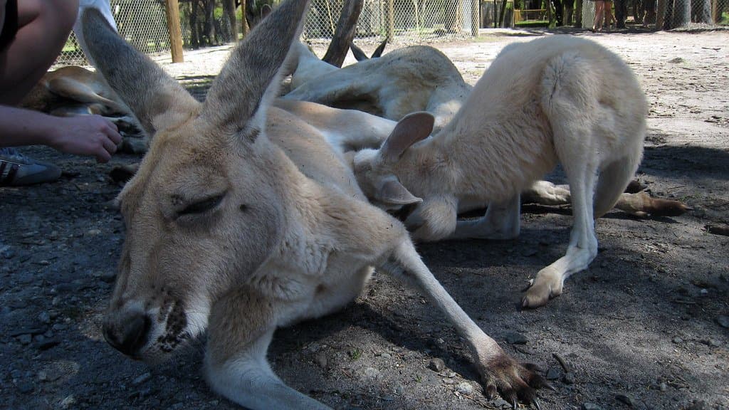 An adult kangaroo with a joey in its pouch
