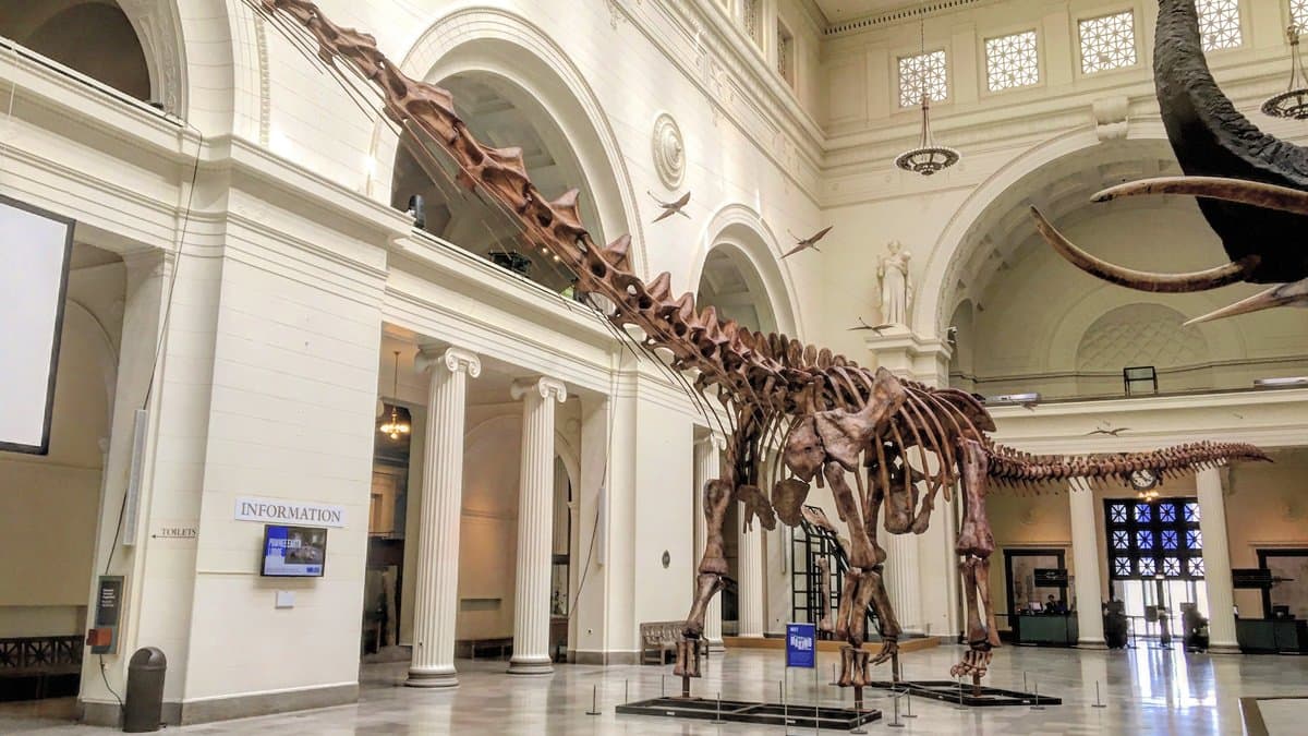 Mounted skeleton of a giant titanosaur sauropod dinosaur in a museum hall
