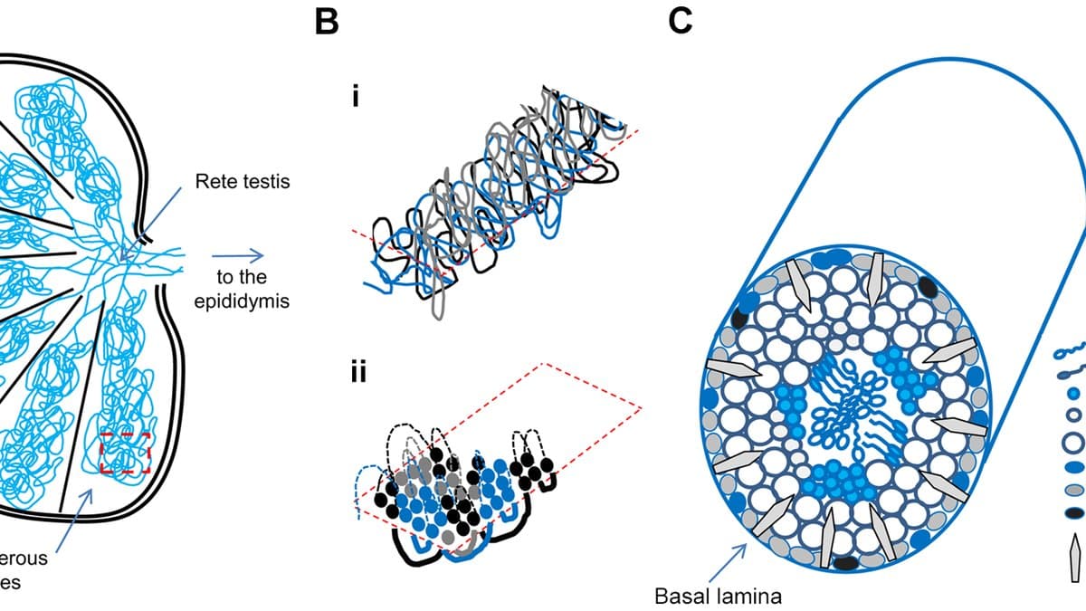 Scientific figure showing the structure of the human testis and its seminiferous tubules