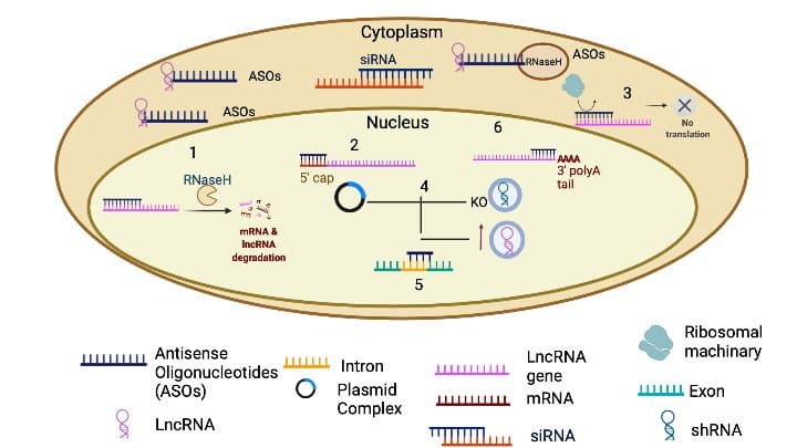 A scientific diagram illustrating how antisense oligonucleotides bind to RNA to modulate gene expression.