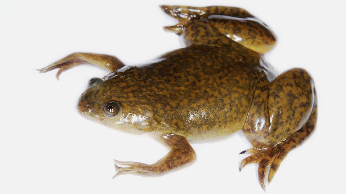 An African clawed frog, Xenopus laevis, underwater with its limbs spread