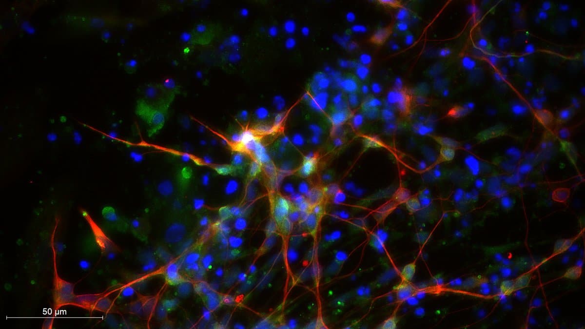 Fluorescence micrograph of a culture of human stem-cell-derived neurons: fine red nerve fibres branching across a black field, dotted with blue-stained cell nuclei and green-labelled GABA-producing neurons, with a 50 micrometre scale bar
