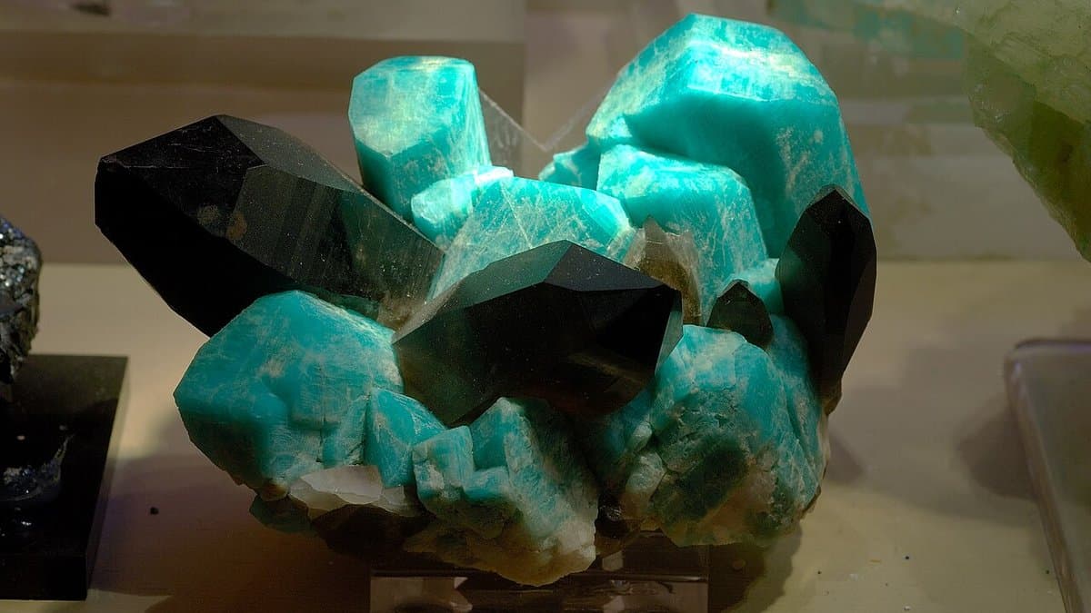 A specimen of blue-green amazonite crystals intergrown with dark smoky quartz crystals.