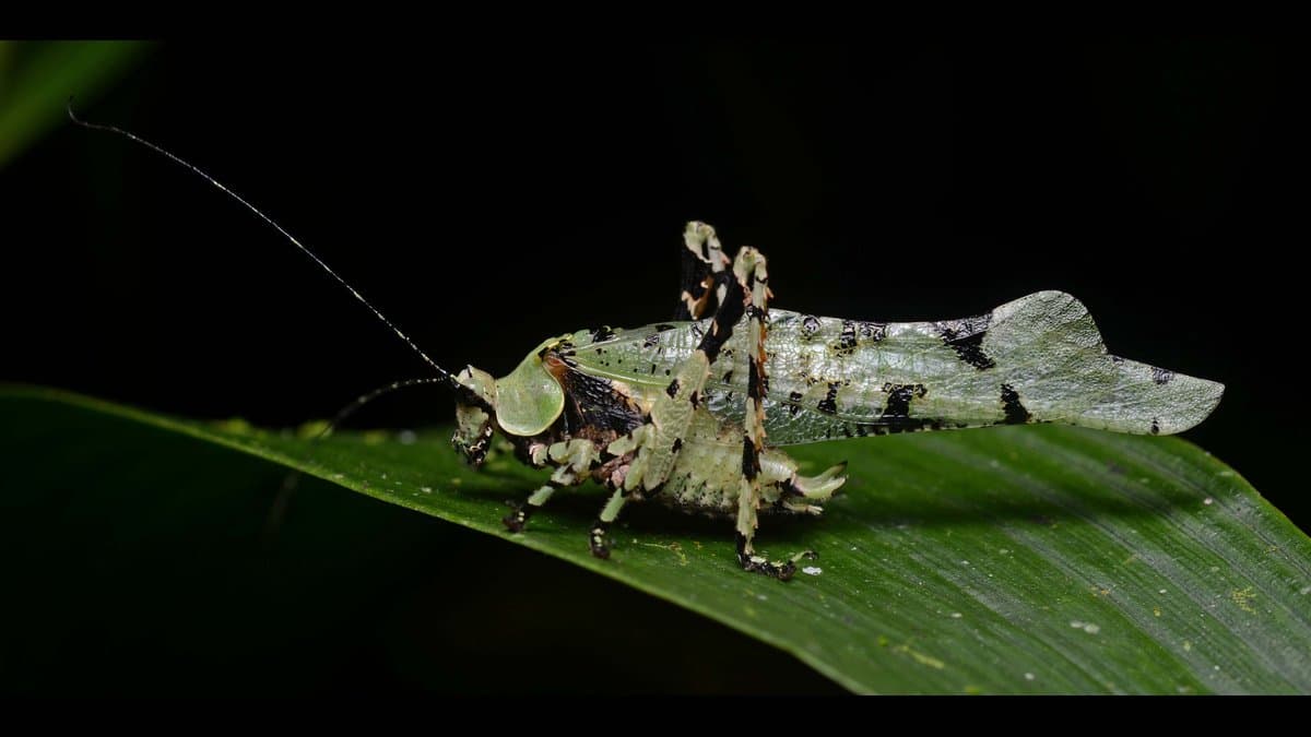 A green katydid with a long slender antenna stands on a leaf against a dark background, its overlapping forewings clearly visible.