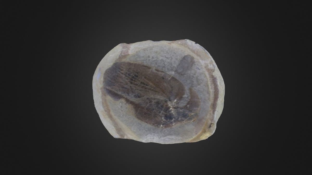 A dark oval fossil insect preserved in a pale grey rock nodule, photographed against a black background.